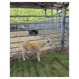 ARCF6476 TAN BUCKLING 22# P10