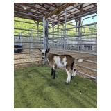 ARCF6477 TRI COLOR BUCKLING 14# P10