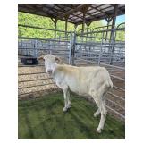 IA98410759 WHITE EWE 86# P11
