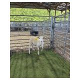 ARCF6479 WHITE RAM 24# P11