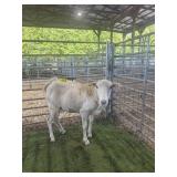 IA98410703 WHITE EWE 80# P11