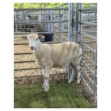 ARCF6478 WHITE RAM 46# P11