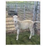 ARCF6480 WHITE RAM 40# P11