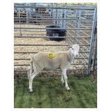 ARCF6487 WHITE RAM 45# P11