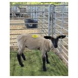 AR000805JS27 SULLFER EWE 80# P13