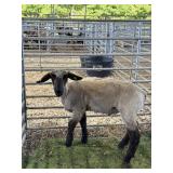 AR000805JS26 SULLFER WETHER 86# P13