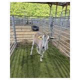 AR000196FBF18 TRI COLOR DOE 76# P14