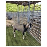 AR000386G017 TRI COLOR BUCK 72# P14