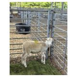 ARCF6486 WHITE RAM 36# P11