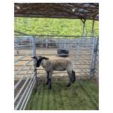 AR000805JS29 SULLFER WETHER 74# P13