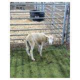 ARCF6489 WHITE RAM 28# P11