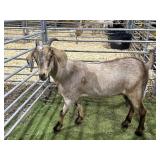 ARCF5996 BROWN NANNY 100# P2