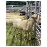ARCF5984 WHITE RAM LAMB 55# P20