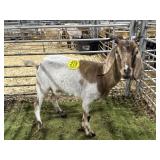 ARCF6001 RED HEADED NANNY 60# P30B