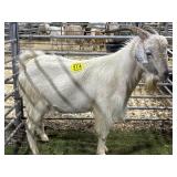 ARCF6000 WHITE BUCK 124# P30B