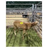 ARCF5986 RED EWE LAMB 56# P20