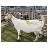 ARCF5999 WHITE DOE BROWN HEAD 96# P30B