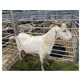 ARCF5995 WHITE NANNY 155# P2