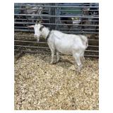 ARCF5989 WHITE DOE 86# P29B