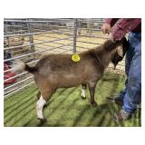 ARCF5993 RED BUCK 120#  CP