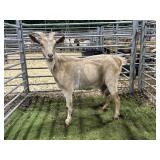 ARCF5988 RED DOE 80# P29B