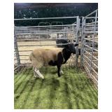 ARCF5976 BLACK/WHITE RAM 58# P41