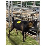 ARCF9229 BLK BROWN DOE 42# P29B