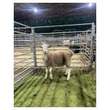 ARCF5977 WHITE EWE 60# P41