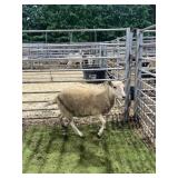 ARCF5978 WHITE EWE 56# P41