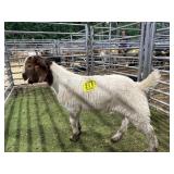 ARCF5997 TRADITIONAL WETHER LIMP BACK LEG 38# P2