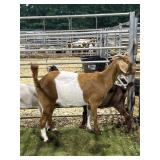 ARBP7284 RED WHITE DOE+2 135# P42