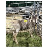 ARCF5980 GREY WETHER 75# P42