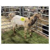 ARCF5994 TRI COLOR BUCK 37# CP