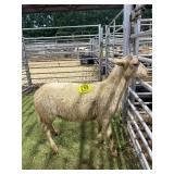 ARCF5985 WHITE RAM LAMB 56# P20