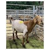 ARCF5990 TRADITIONAL DOE 110# P29B