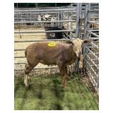 ARCF5987 RED RAM LAMB 70# P20