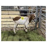 ARCF5992 RED WHITE WETHER 32# P29B