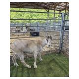 ARCF6451 ROAN LAMANCHA DOE KID 67# P8