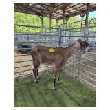 ARCF6449 TRI COLOR NUBIAN DOE 88# P8