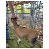 ARCF6453 TRI COLOR DOE KID 40# P8