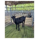 ARCF6450 BLK LAMANCHA DOE 73# P8