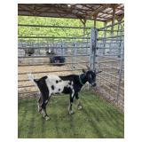 ARCF6447 BLK WHITE WETHER 35# P7