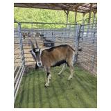 ARCF6444 BLK BROWN LAMANCHA DOE 90# P7