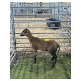 ARCF6498 BARBADO EWE 50# P15