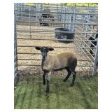 ARCF6494 BARBADO EWE 40# P15