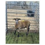 ARCF6496 BARBADO EWE 52# P15