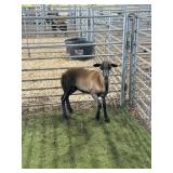 ARCF6497 BARBADO EWE 70# P15