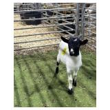 ARCF5941 BLK HEADED BUCK KID 24# P34