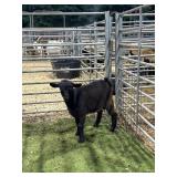 ARCF5937 BLK BUCK KID 35# P34