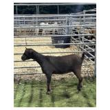 ARCF5936 BROWN NANNY KID 30# P34